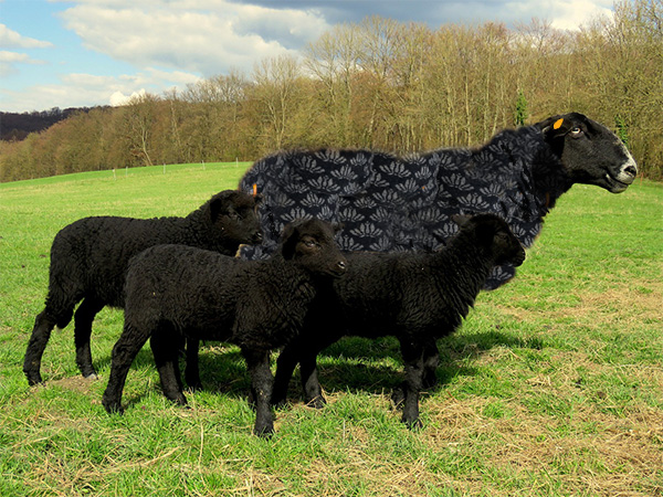 600x400_f_r-merino-april-ok