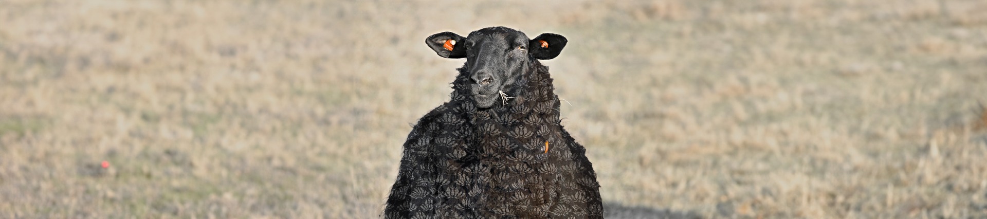 head_f_r-merino-april-ok3